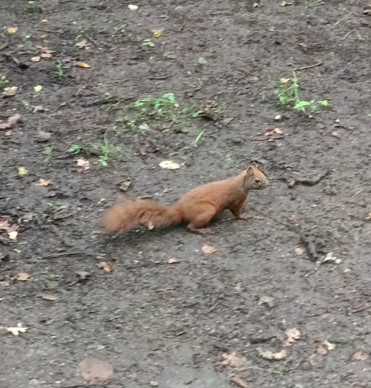 Виллы Альбертина Калининград-162