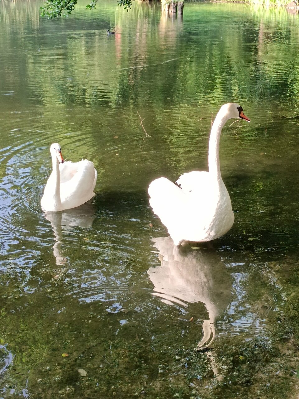 Виллы Альбертина Калининград-155