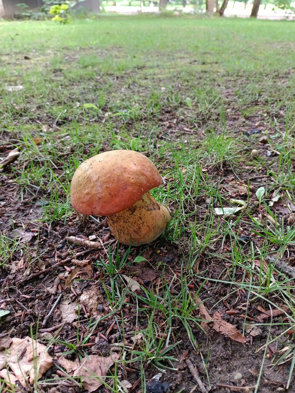 Виллы Альбертина Калининград-171