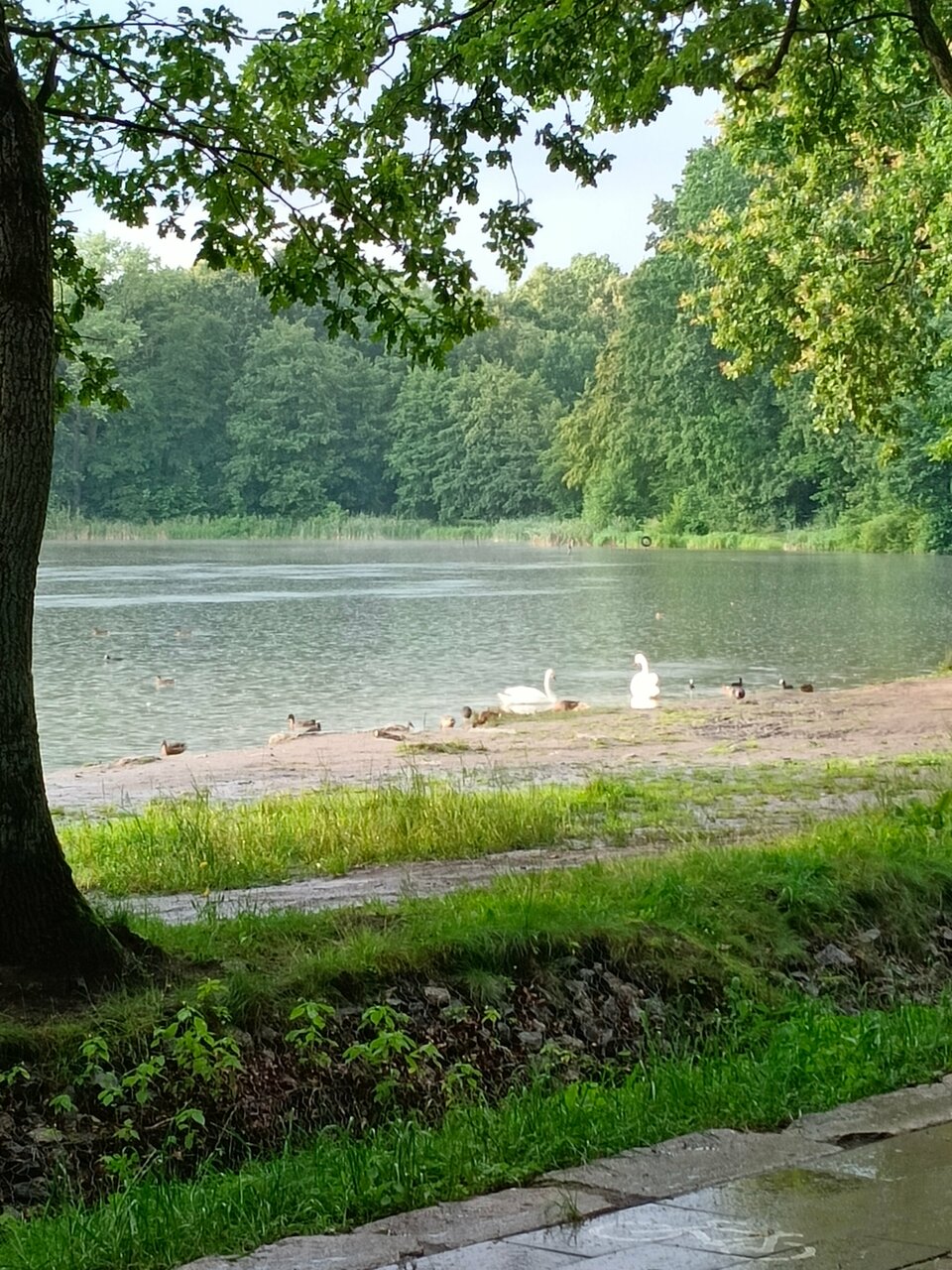 Виллы Альбертина Калининград-159