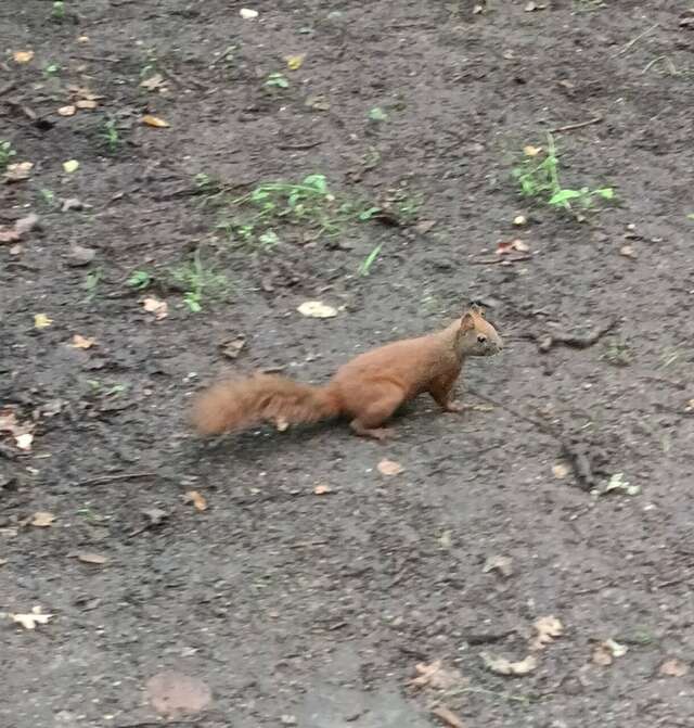 Виллы Альбертина Калининград-161