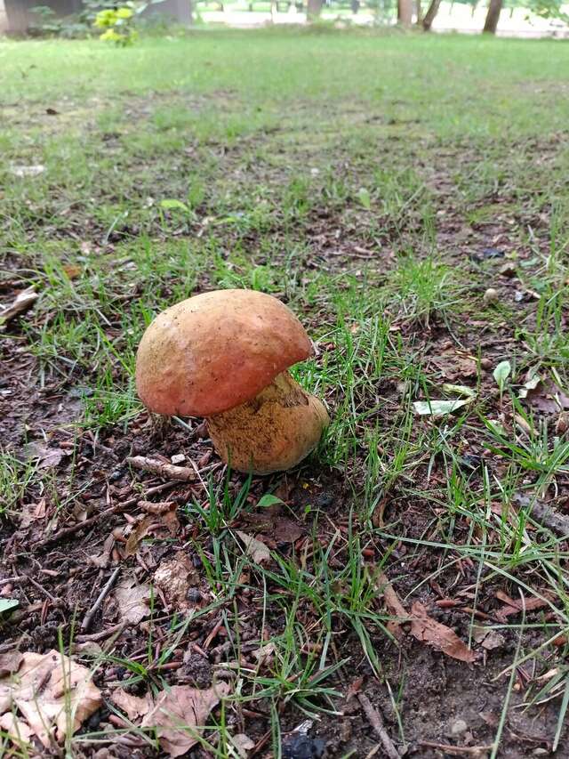 Виллы Альбертина Калининград-170