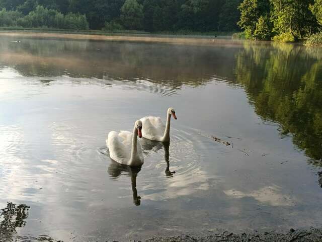 Виллы Альбертина Калининград-176