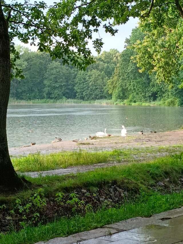 Виллы Альбертина Калининград-158